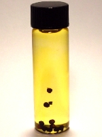 Grains of Paradise (Heliotrope) Infused Oil